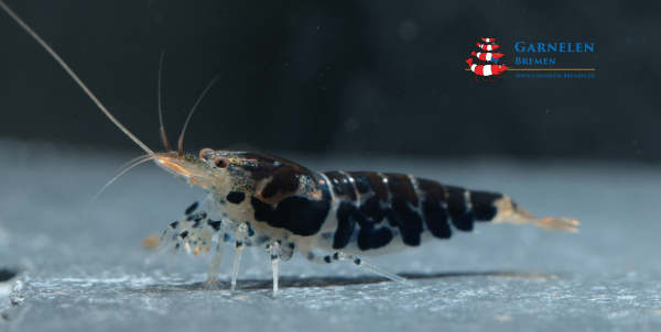 Set 10 x Pure Black Crystal Garnelen Zuchtgruppe